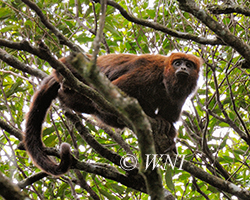 Alouatta guariba